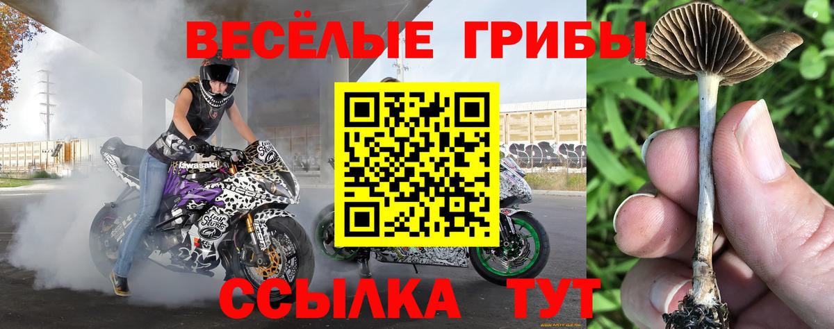 Псилоцибиновые грибы прущие грибы Сальск